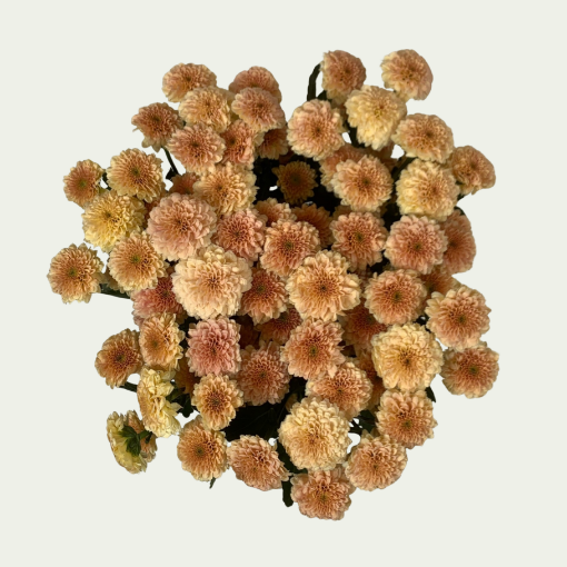 Picture of Miller Apricot