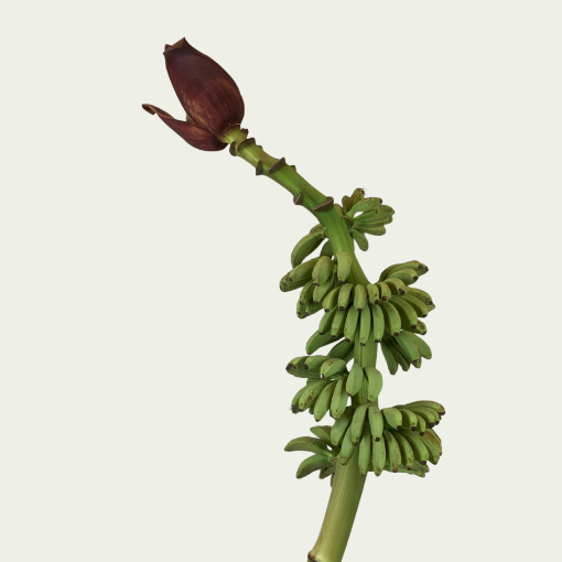 Picture of Baby Banana