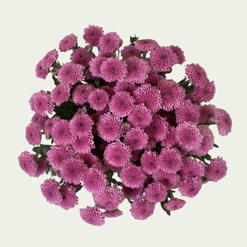 Picture of Cosmo Pink