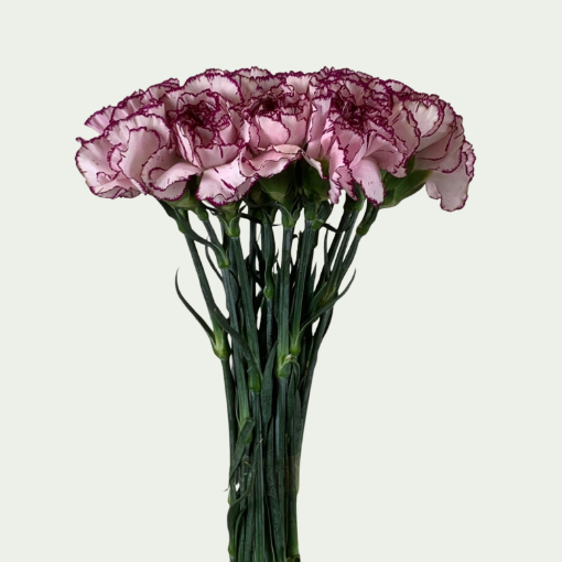 Picture of Holmes