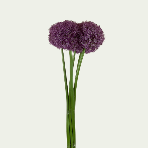 Picture of Large Allium