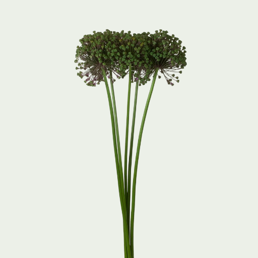 Picture of Allium Seeds