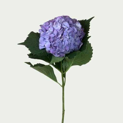Picture of Royal Symphony