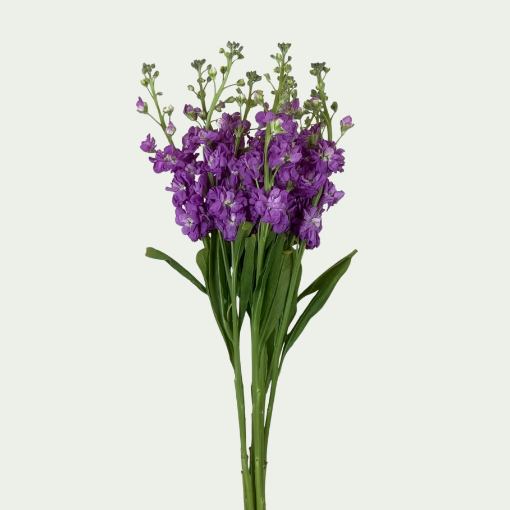 Picture of MTH Purple