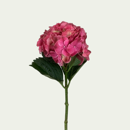 صورة ماجيكال بينك