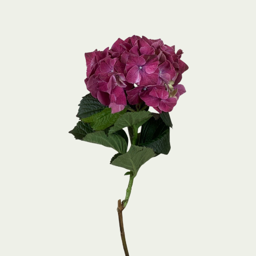 Picture of Magical Purple