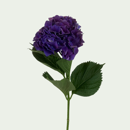 Picture of Royal King