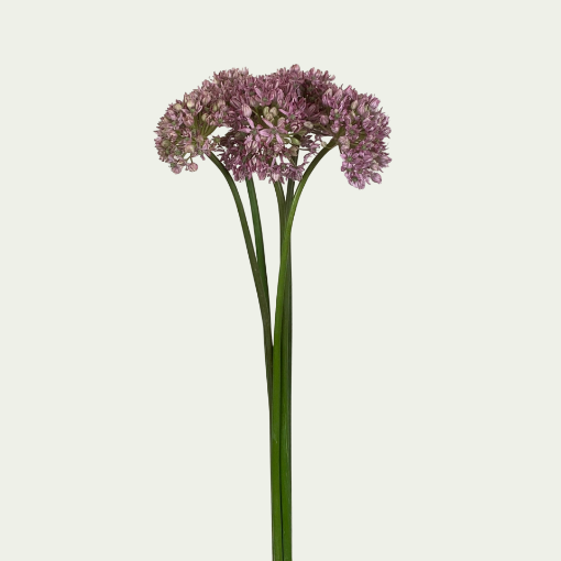 Picture of Pink Jewel