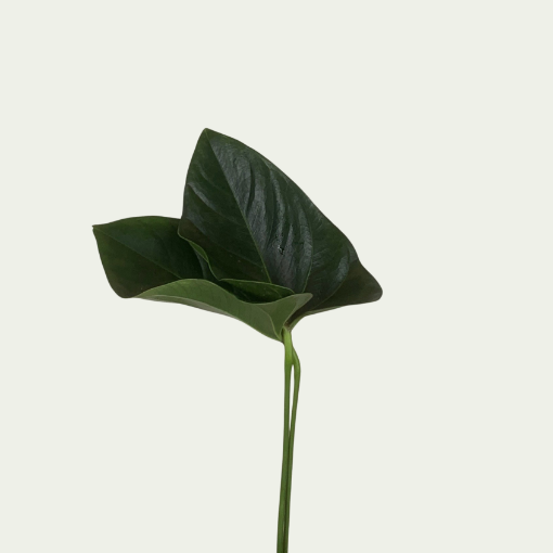 Picture of Anthurium Leaf