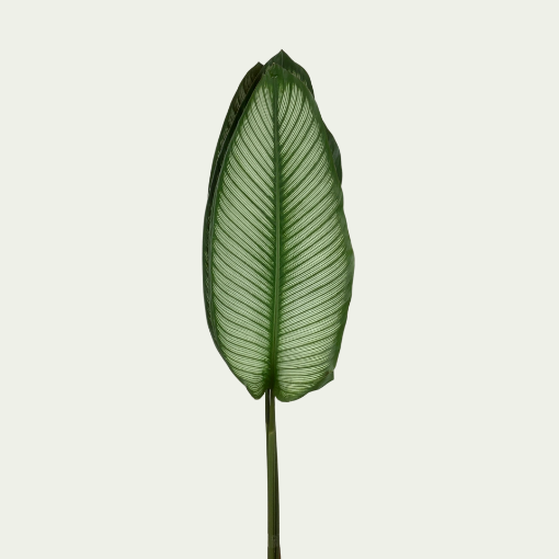 Picture of Calathea Leaf