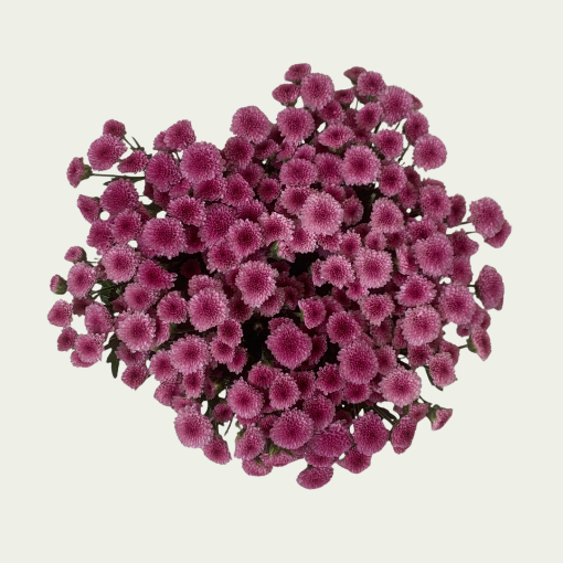 Picture of Madiba Pink