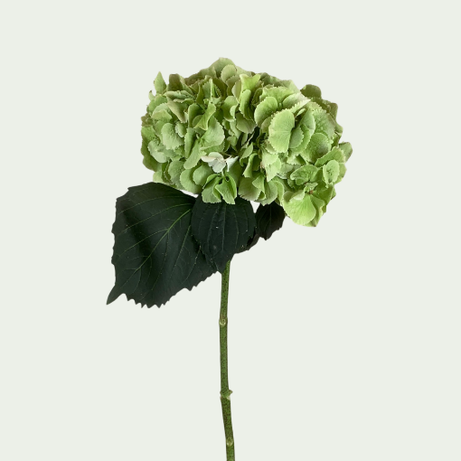 Picture of Snowball Green