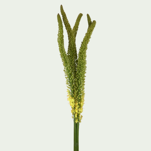 Picture of Yellow Rebel