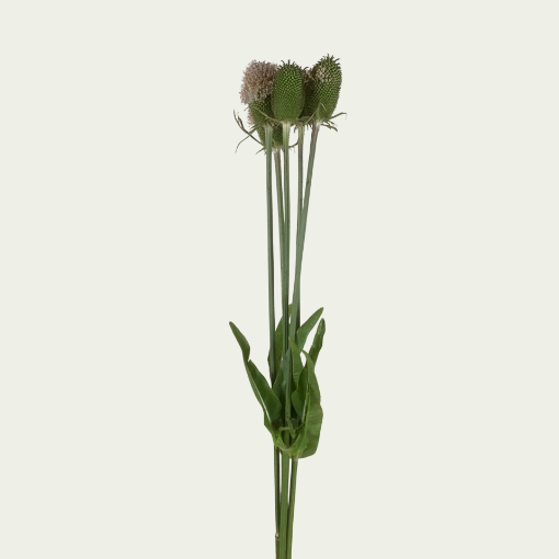 Picture of Dipsacus