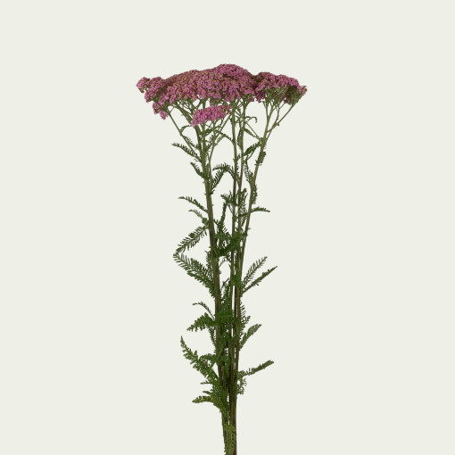 Picture of Pink Parker