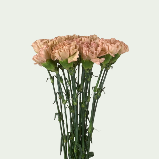 Picture of Lege Beige