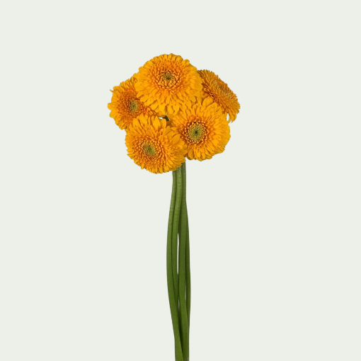 Picture of Honeydew
