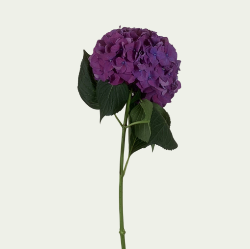 Picture of Rodeo Purple