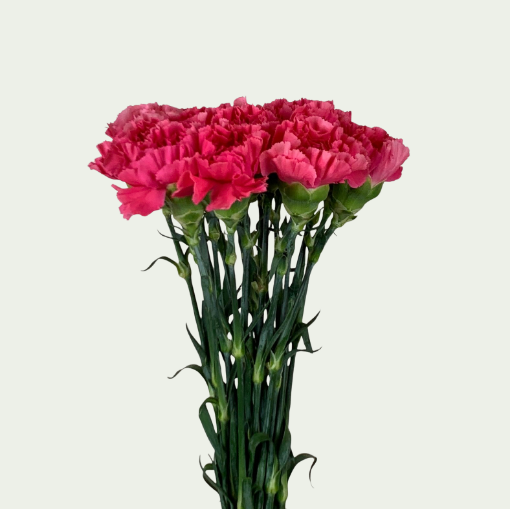 صورة موزارت