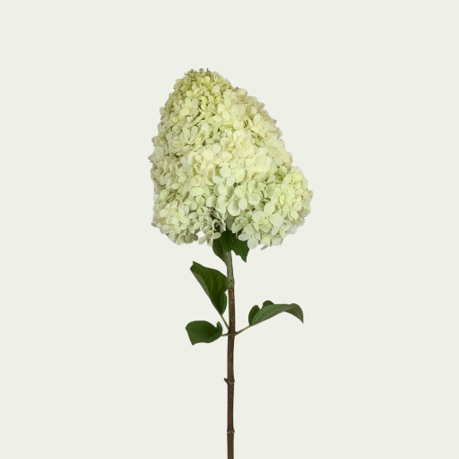 Picture of Lime light