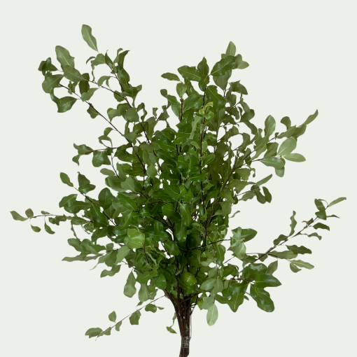 Picture of Pittosparum Sm