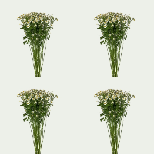 صورة كواترو كاميرون