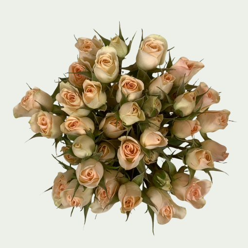 صورة بورسلينا