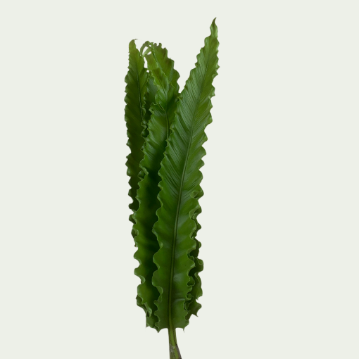 صورة اوساكا