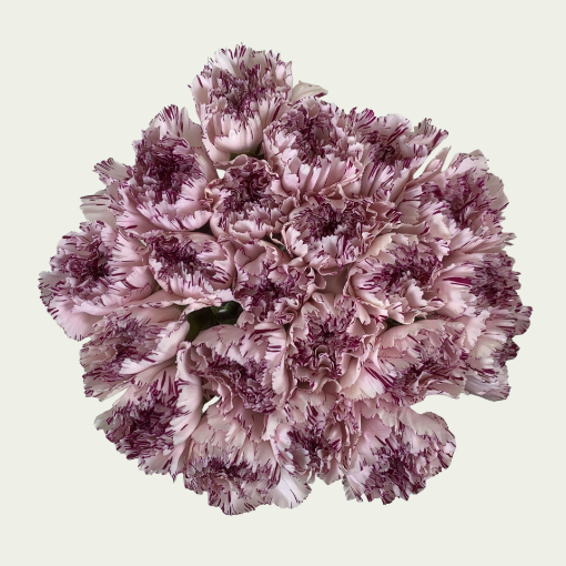 صورة كينو