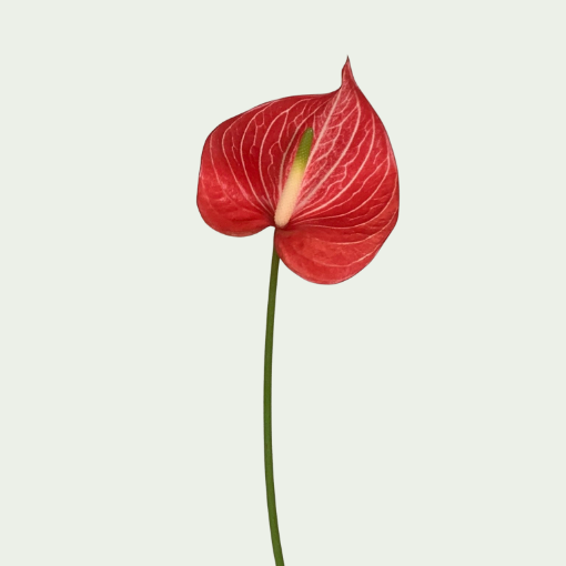 صورة سينقيتا