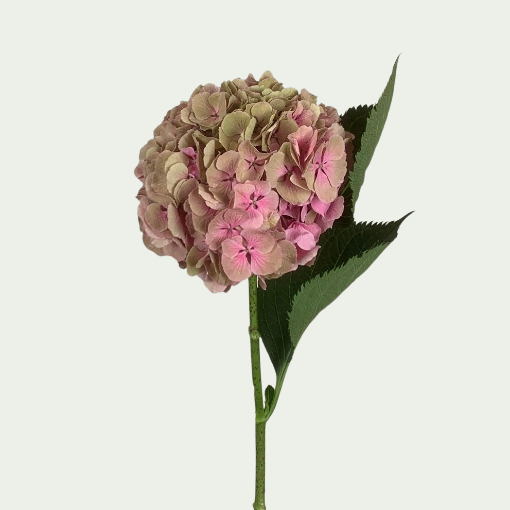 صورة البتال