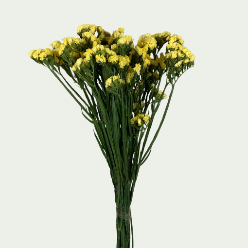 صورة كناري