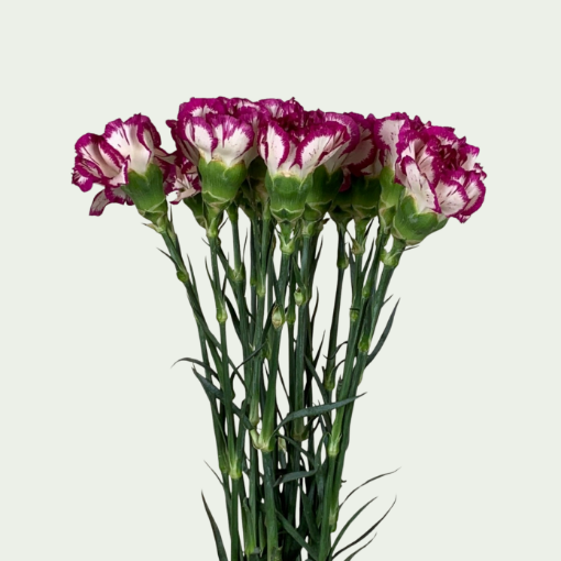 صورة كينو