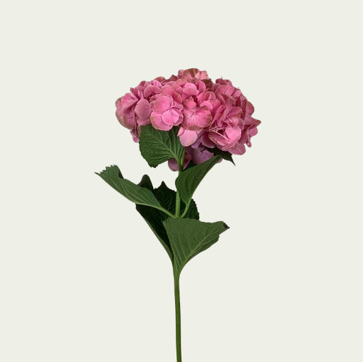 صورة لايت سويت روبي