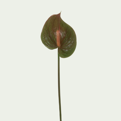 صورة كوين