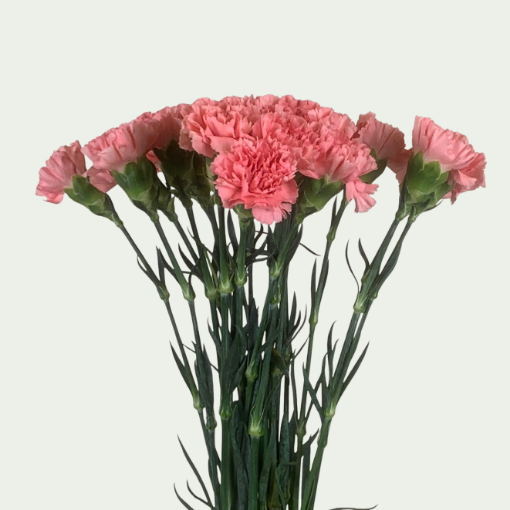 صورة كاوري