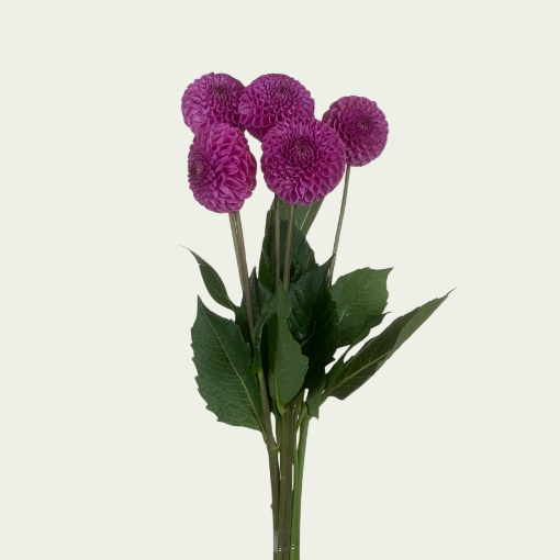 Picture of Caitlin's Joy 