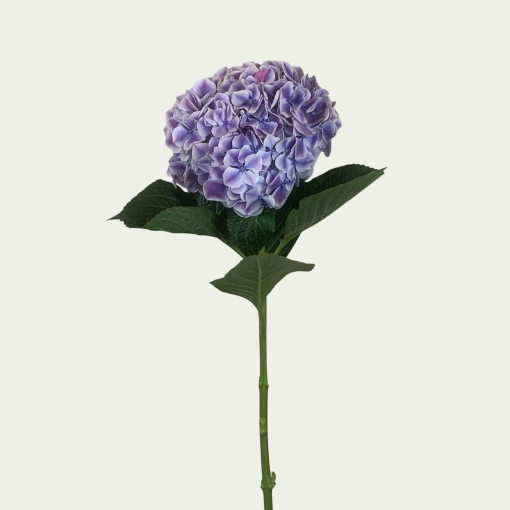 Picture of Sunsation