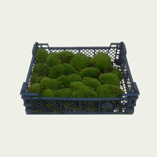 Picture of Ball Moss