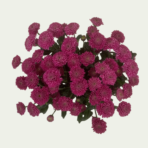 Picture of Ellison Dark