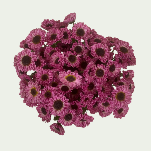 Picture of Yin Yang Purple