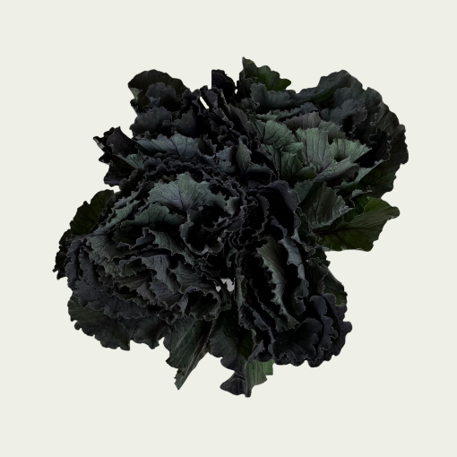 Picture of Black Leaf