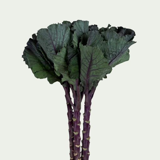 Picture of Black Leaf