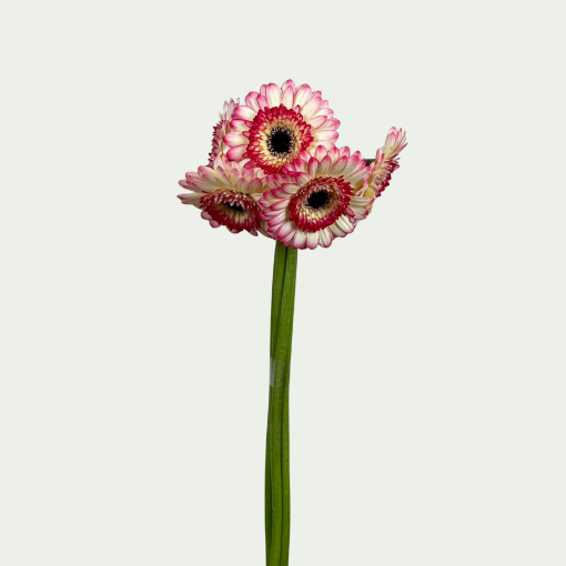 Picture of Happy Hour