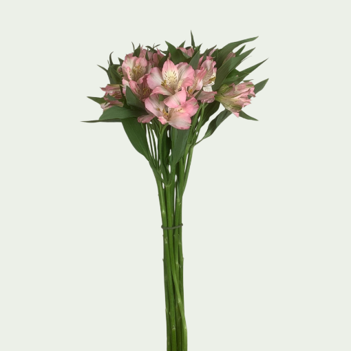 Picture of Primadonna