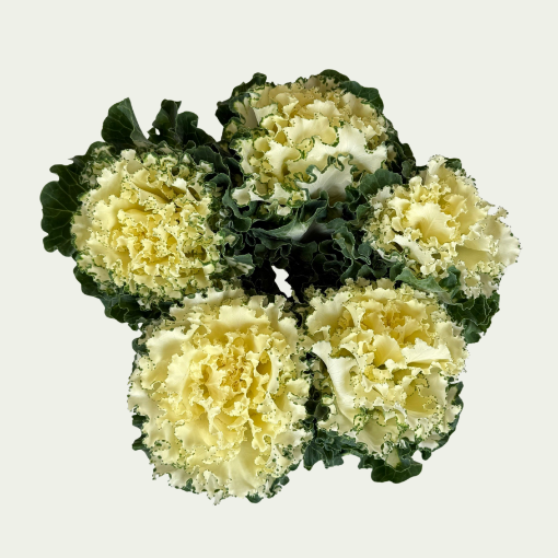 Picture of Ruffle White