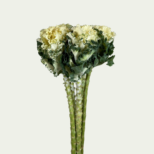 Picture of Ruffle White