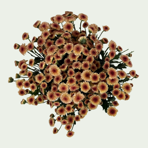 Picture of Madiba Salmon