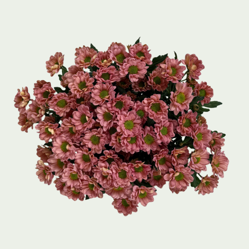 Picture of Rossi Smoke