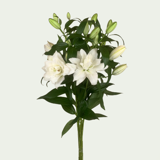 Picture of Bowl Of Beauty